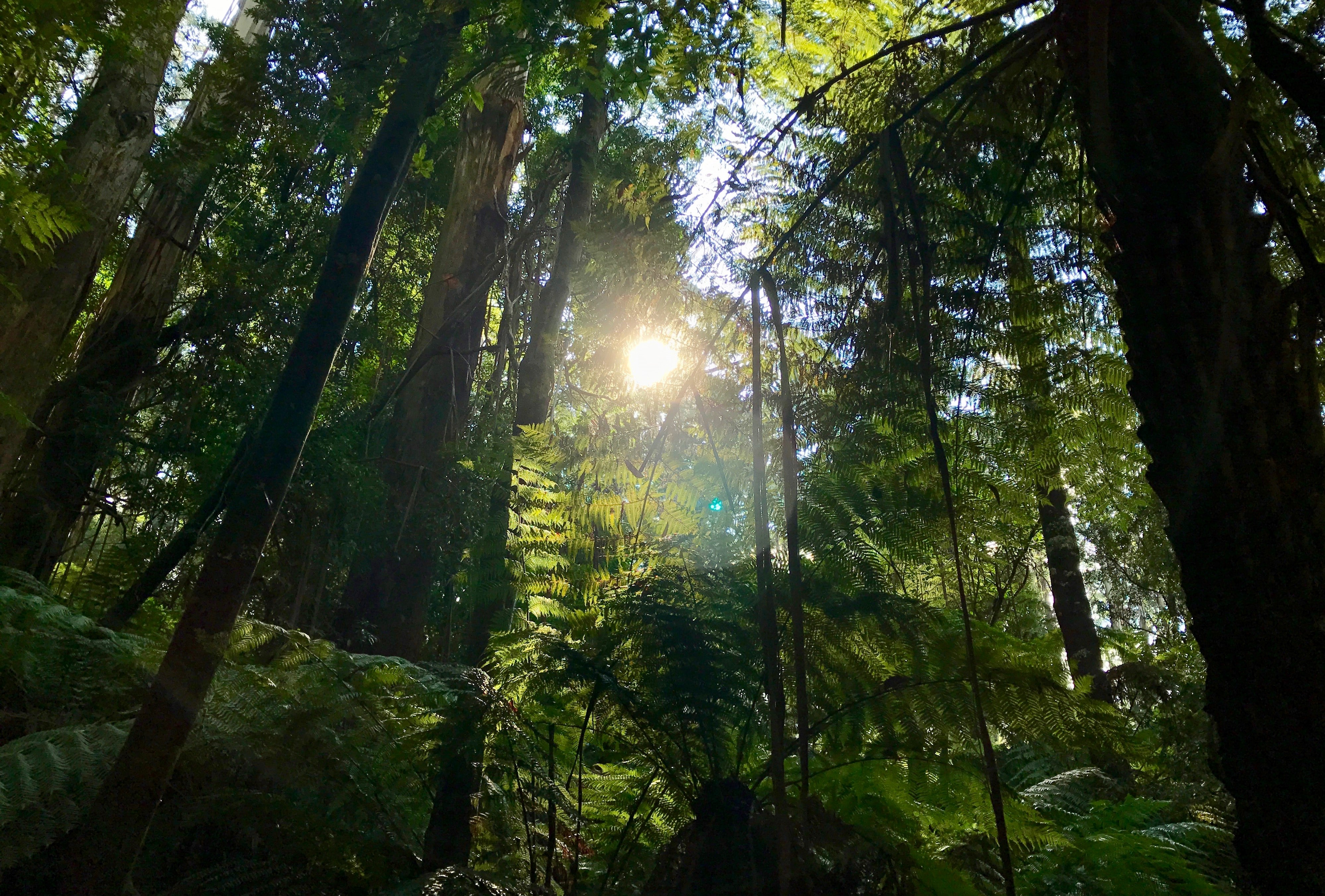 Dandenong Ranges (Vic) Credits; Gagandeep Sing, Unsplash