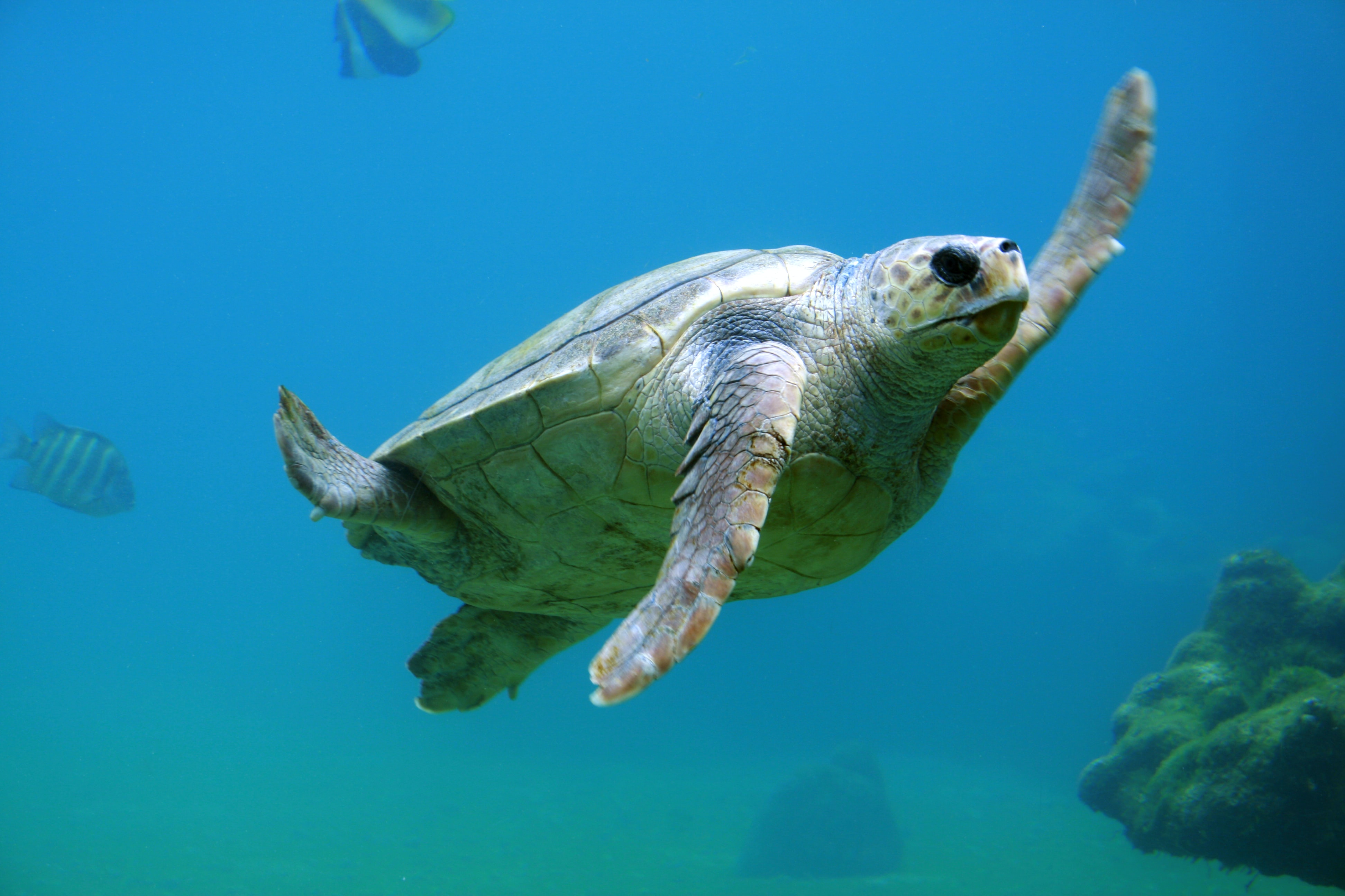 Turtle, sustainable oceans